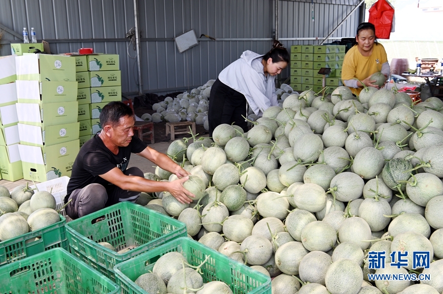 河南沁阳：林果飘香采收忙EMC易倍 EMC易倍体育(图3)