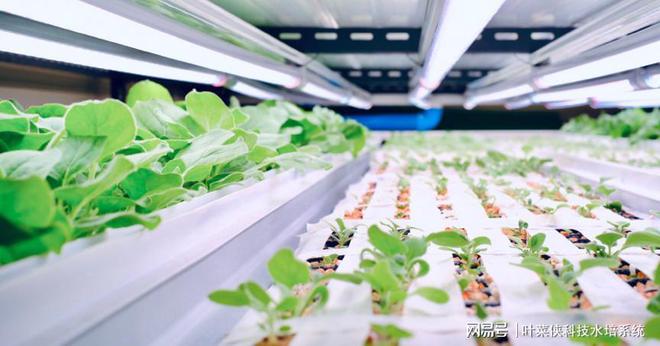 植物工厂应用新方向—用烟草做病毒培植体EMC易倍 EMC易倍体育(图1)