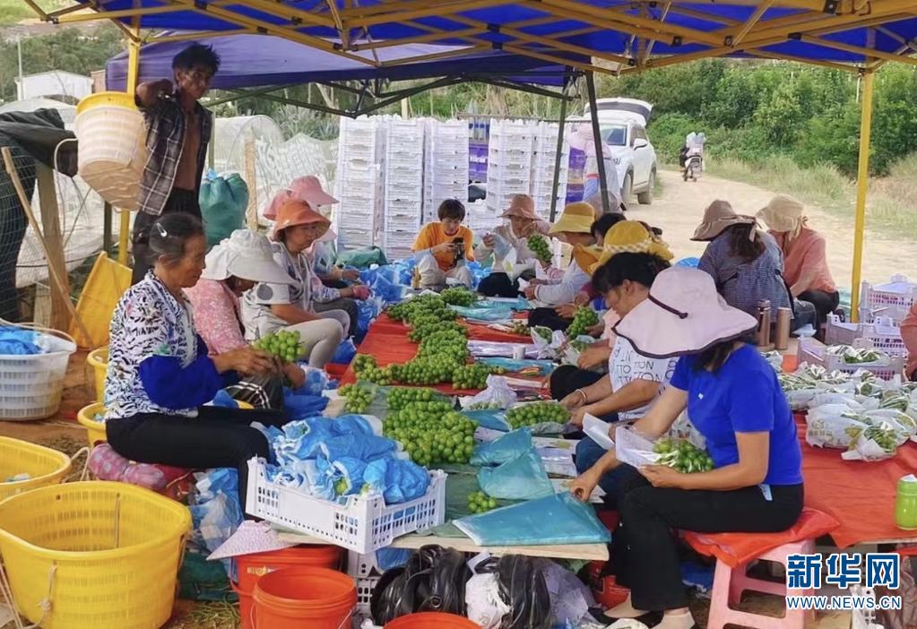 EMC易倍 EMC易倍体育普通车变冷藏车 云南优质蔬果丰收期顺利出滇(图2)