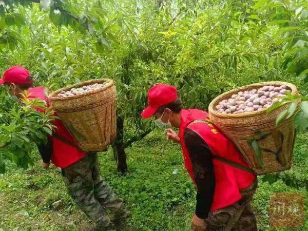 EMC易倍 EMC易倍体育汶川来了！ 汶川群众自发向泸定和石棉捐赠2万多斤新鲜果蔬(图3)