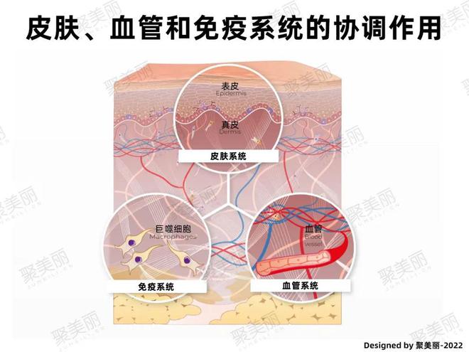 AI开发抗衰老成分可清除“僵尸细胞”的发酵物 原料新品EMC易倍 EMC易倍体育06(图2)