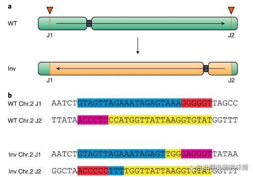 EMC易倍 EMC易倍体育Nature Plants｜CRISPR-Cas系统介导的拟南芥染色体大片段倒位造成大规模交叉抑制(图2)
