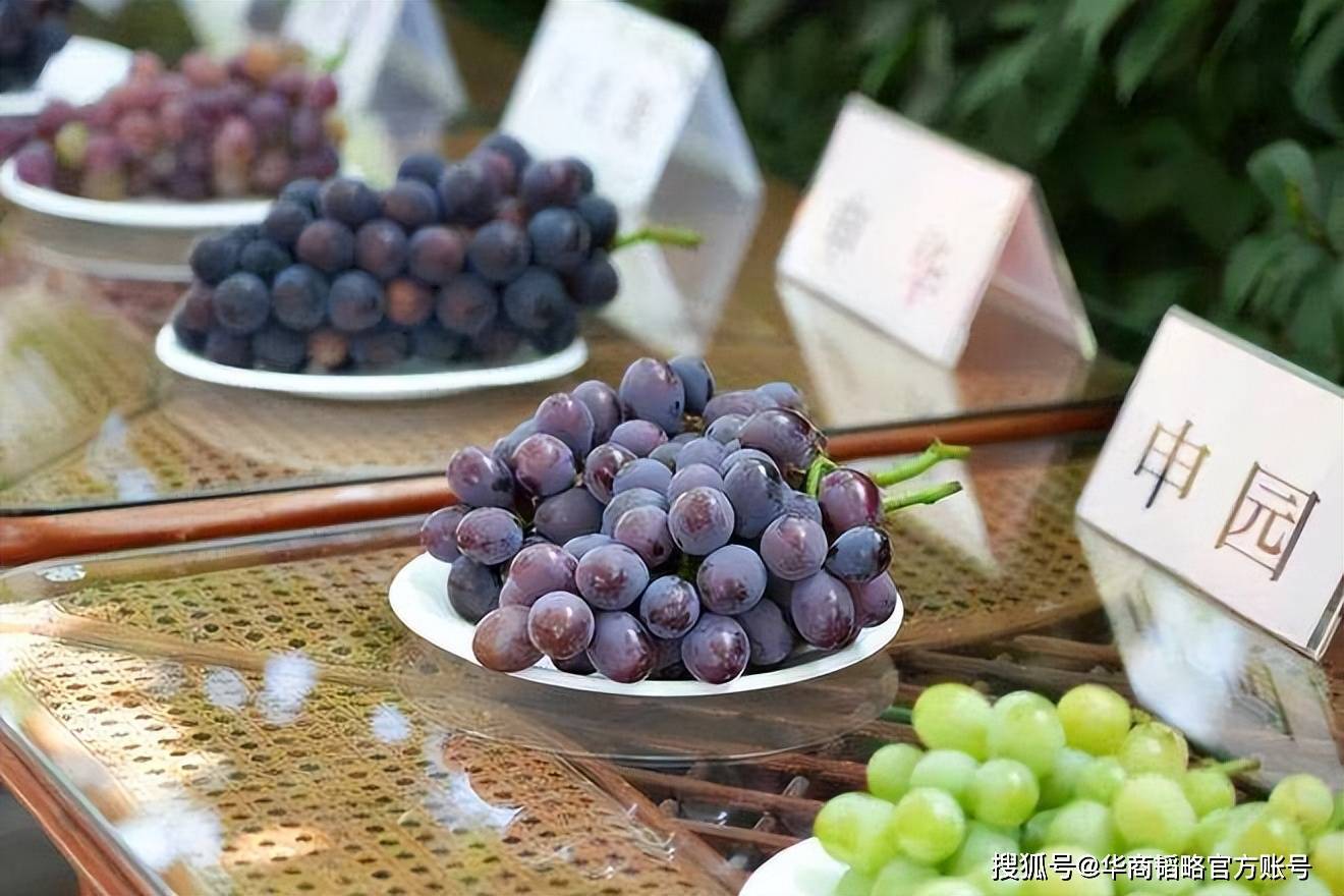 “水果界的爱马仕”崩塌中国人EMC易倍 EMC易倍体育为何总被外国溢价水果割韭菜？(图2)