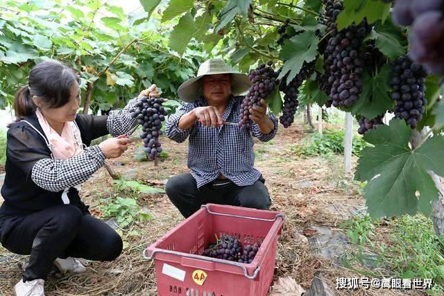 EMC易倍 EMC易倍体育平凉“葡萄大王”再获新丰收：年年都有丰收季(图3)