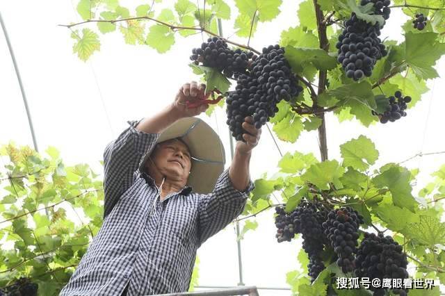 EMC易倍 EMC易倍体育平凉“葡萄大王”再获新丰收：年年都有丰收季(图4)