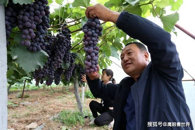 EMC易倍 EMC易倍体育平凉“葡萄大王”再获新丰收：年年都有丰收季(图2)