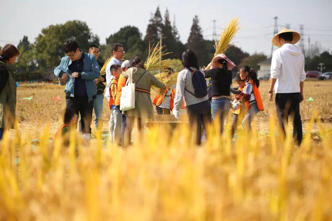 EMC易倍 EMC易倍体育稻米果蔬齐飘香庆丰收！闵行这么多优质地产农产品你品尝过吗？(图10)
