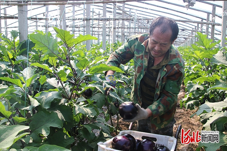 石家庄市藁城区：EMC易倍 EMC易倍体育果蔬飘香丰收忙(图2)
