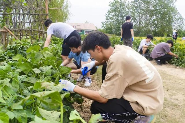 EMC易倍 EMC易倍体育在歌声中割稻、摘豆…武汉生物工程学院把劳动教育开到田间地头(图2)