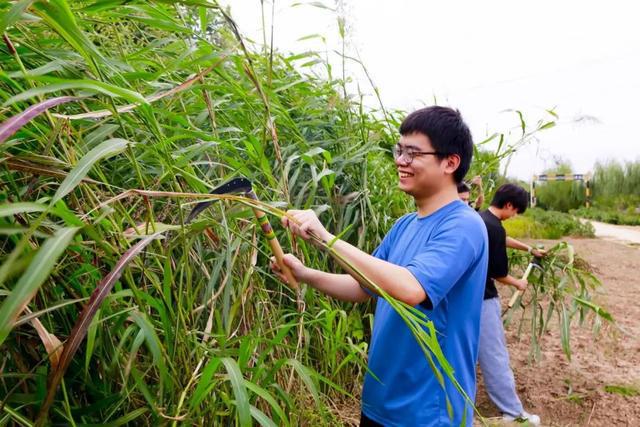 EMC易倍 EMC易倍体育在歌声中割稻、摘豆…武汉生物工程学院把劳动教育开到田间地头(图5)