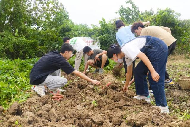 EMC易倍 EMC易倍体育在歌声中割稻、摘豆…武汉生物工程学院把劳动教育开到田间地头(图3)