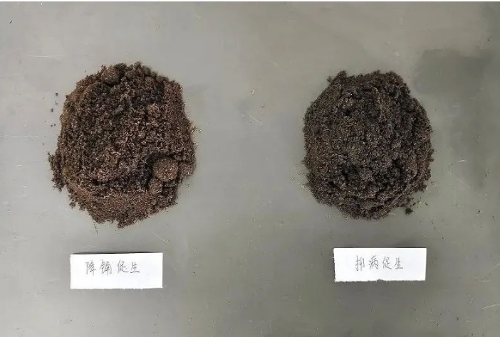 专访邹学校院士团队农用微生物组丨打造一流内生菌资源库创制多款农用微生物产品EMC易倍 EMC易倍体育(图4)