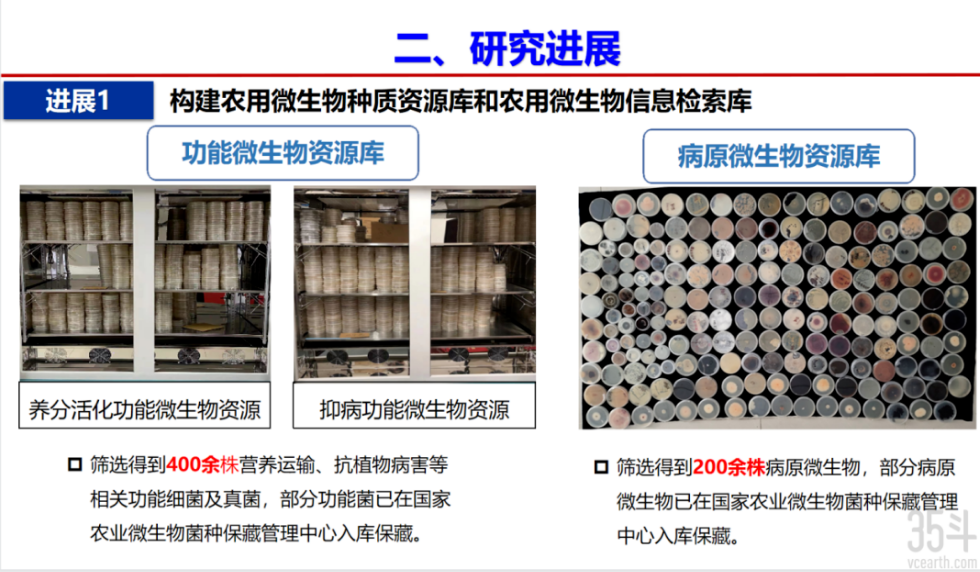 专访邹学校院士团队农用微生物组丨打造一流内生菌资源库创制多款农用微生物产品EMC易倍 EMC易倍体育(图2)