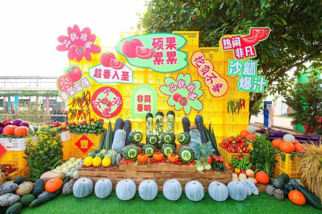 EMC易倍体育 易倍EMC这里的番茄有“儿时的味道”广州南沙田间展出上千个蔬菜新品种(图1)
