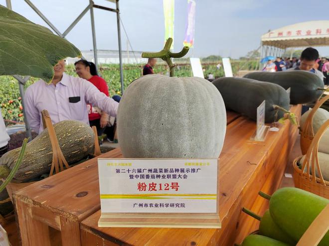 EMC易倍体育 易倍EMC这里的番茄有“儿时的味道”广州南沙田间展出上千个蔬菜新品种(图3)